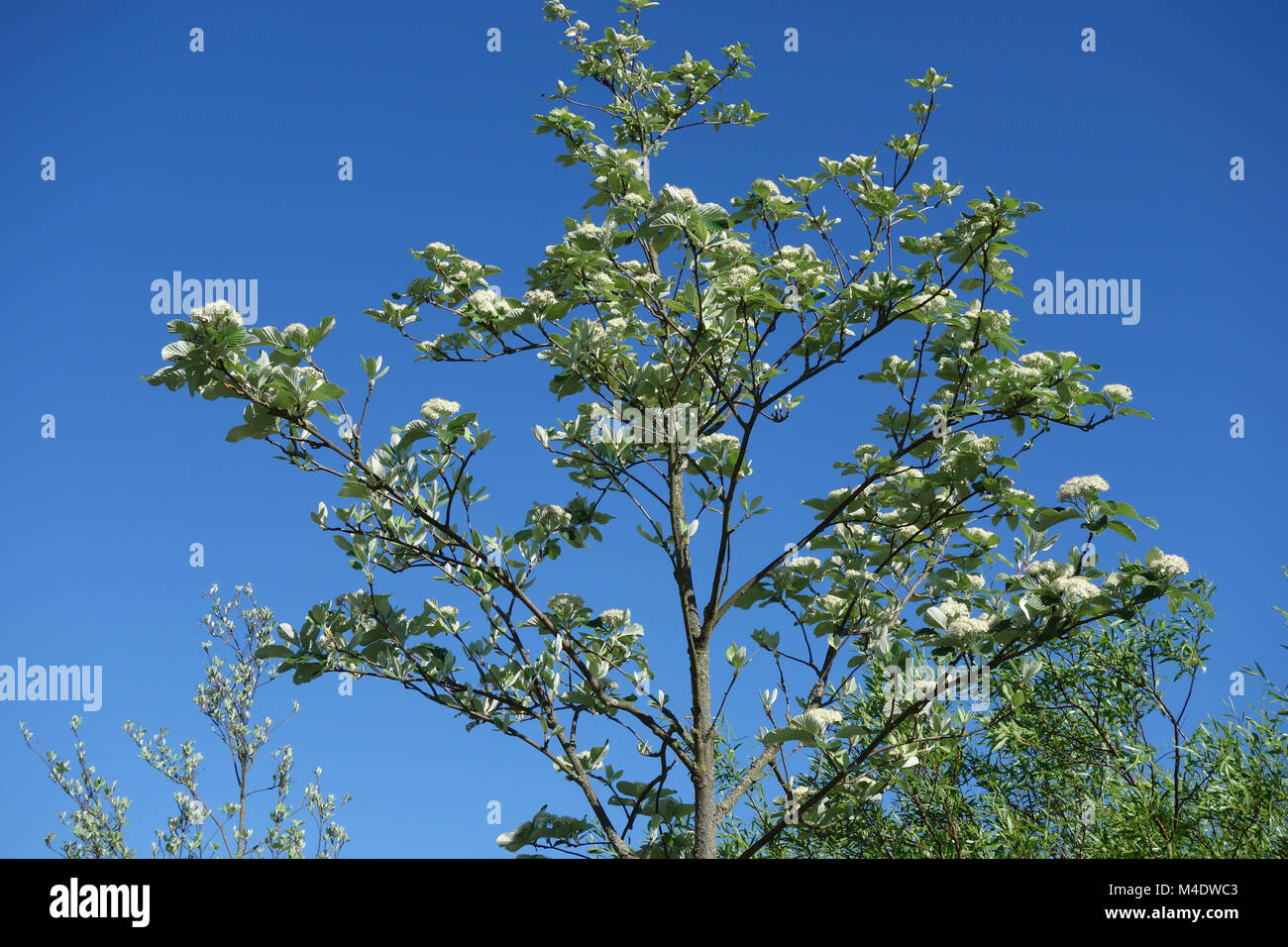 Sorbus aria Magnifica Quercus palustris, Banque D'Images