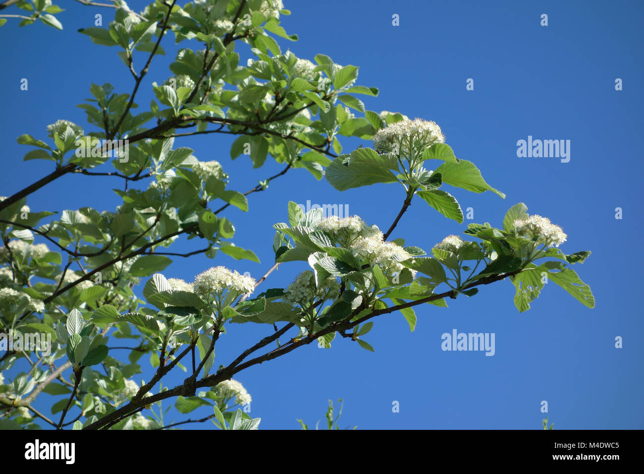 Sorbus aria Magnifica Quercus palustris, Banque D'Images