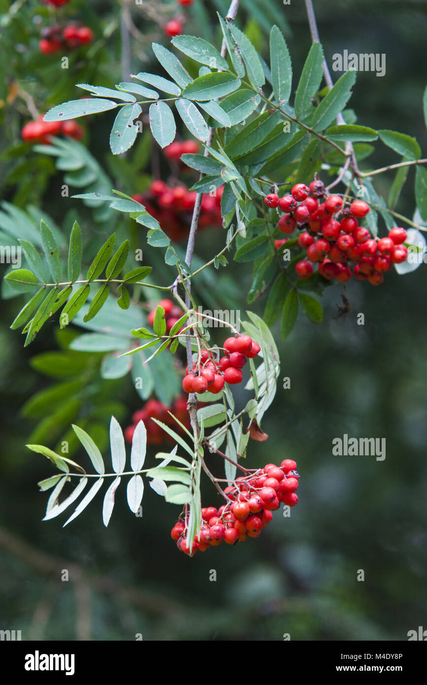 Rowan européenne berry Banque D'Images