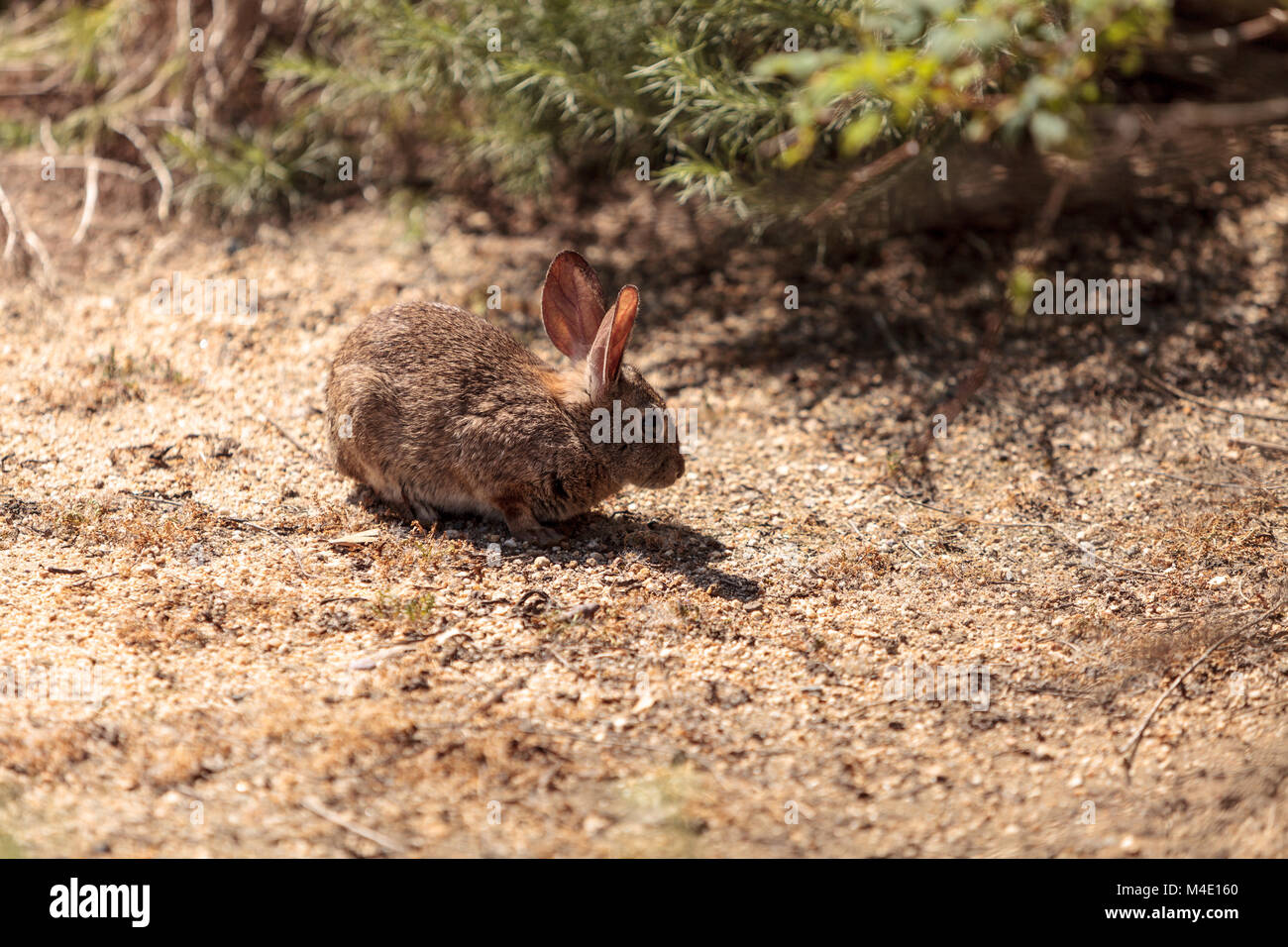 Sylvilagus bachmani juvénile, lapin, lapin brosse sauvages Banque D'Images