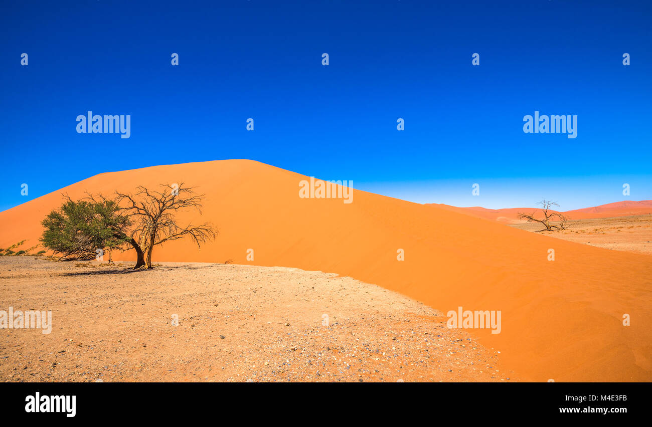 Dune 45, Sossusvlei, Namib-Naukluft National Park, Namibie Banque D'Images
