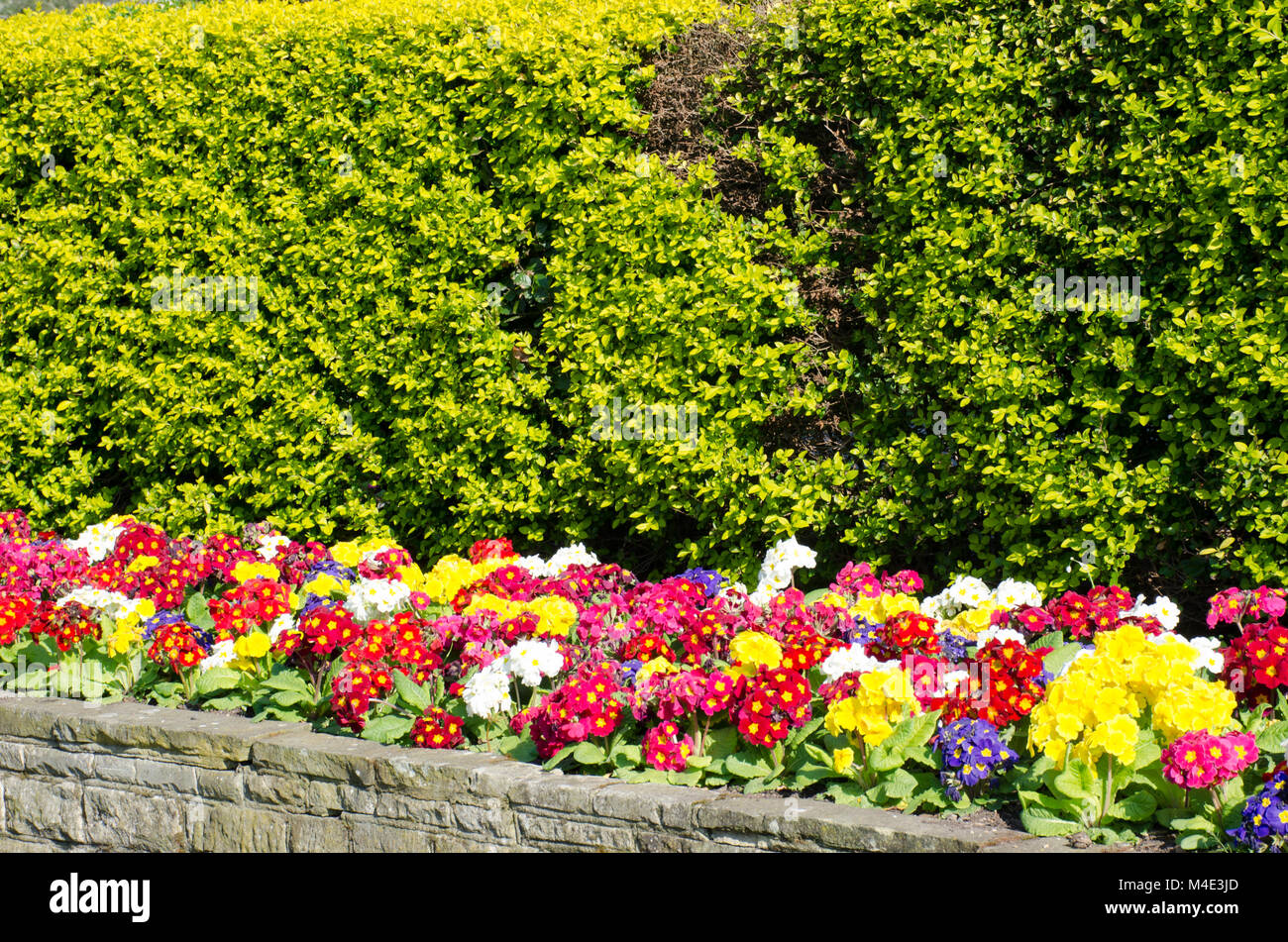 Rangée de primevères de couleur en face de hedge Banque D'Images