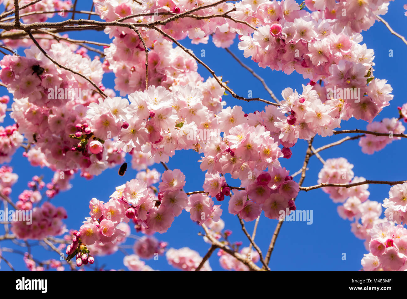 La pleine floraison au printemps de cerisiers Banque D'Images