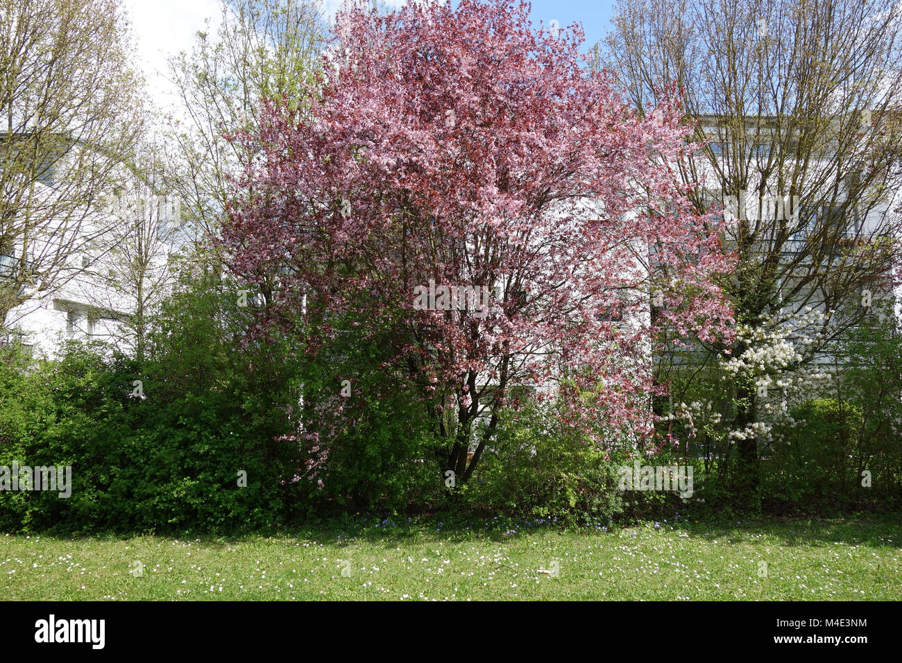 Prunus cerasifera Nigra, Redleaved Cherry Plum Banque D'Images