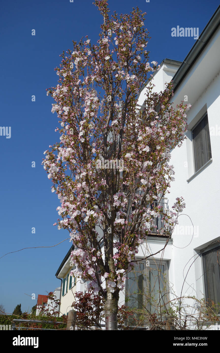 Prunus serrulata Amanogawa, Fastigiate Flowering Cherry Banque D'Images