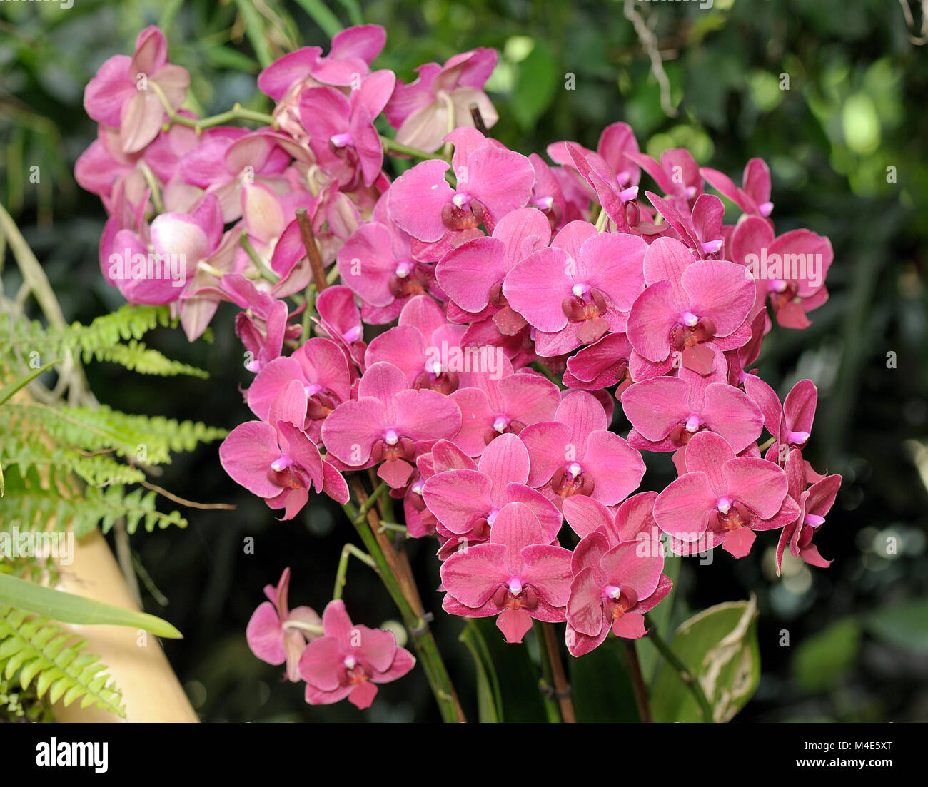 Grandes fleurs orchidée Rose Banque D'Images