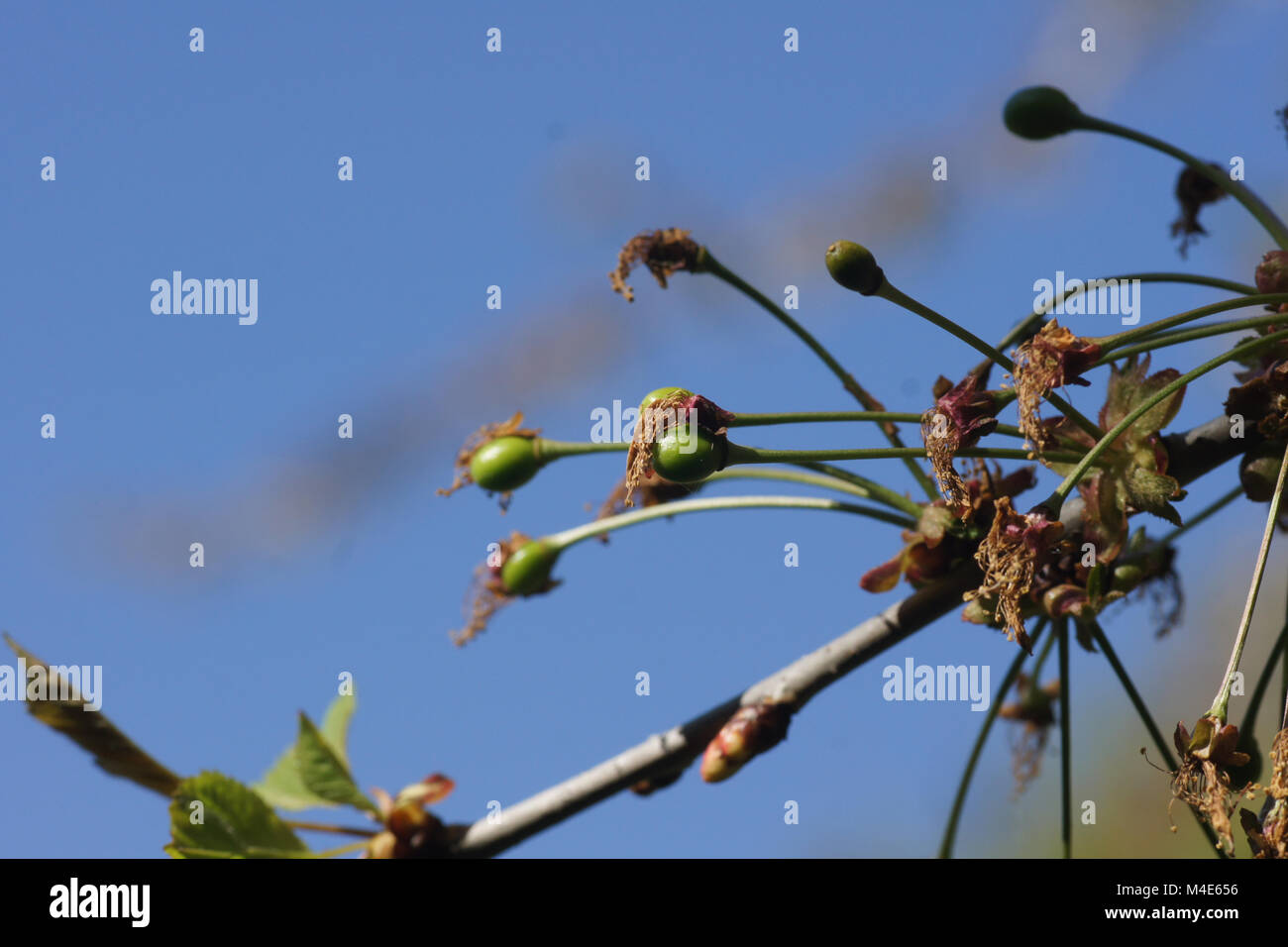 Prunus avium, Sweet Cherry Blossoms, fructified Banque D'Images
