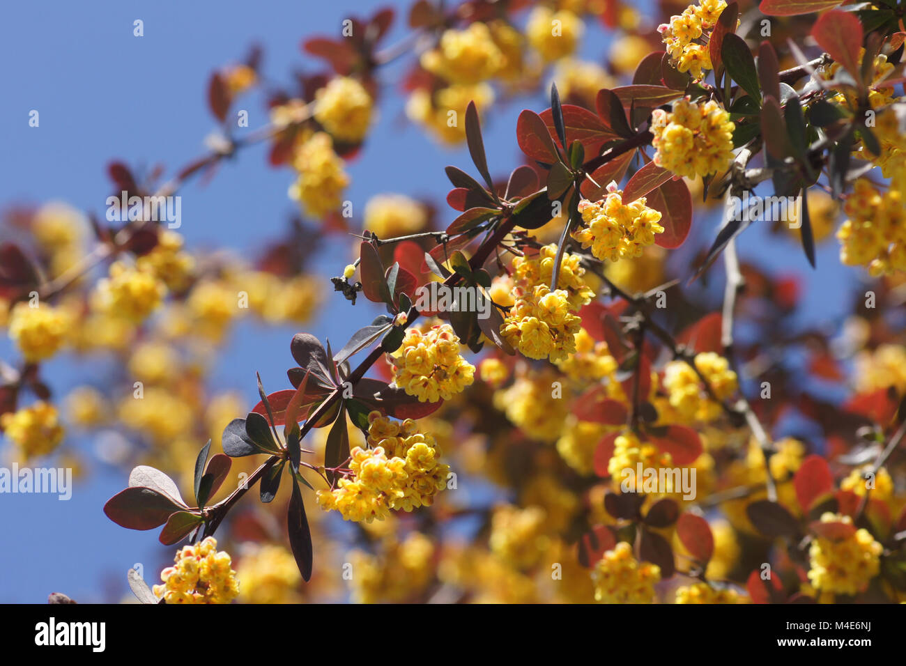 Berberis thunbergii Atropurpurea, épine-vinette rouge Banque D'Images