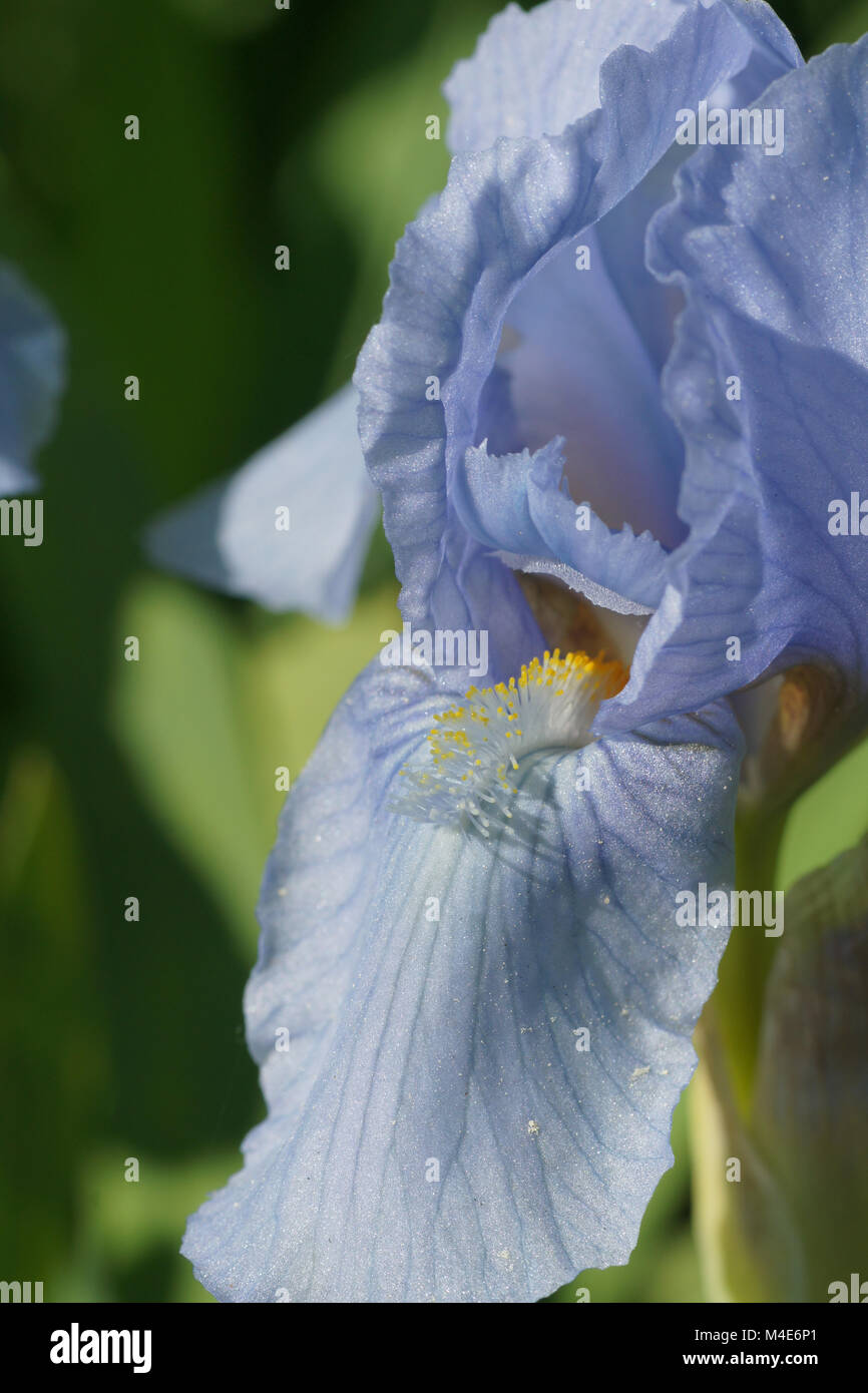 Iris barbata-nana, Iris nain Bleu Denim Banque D'Images