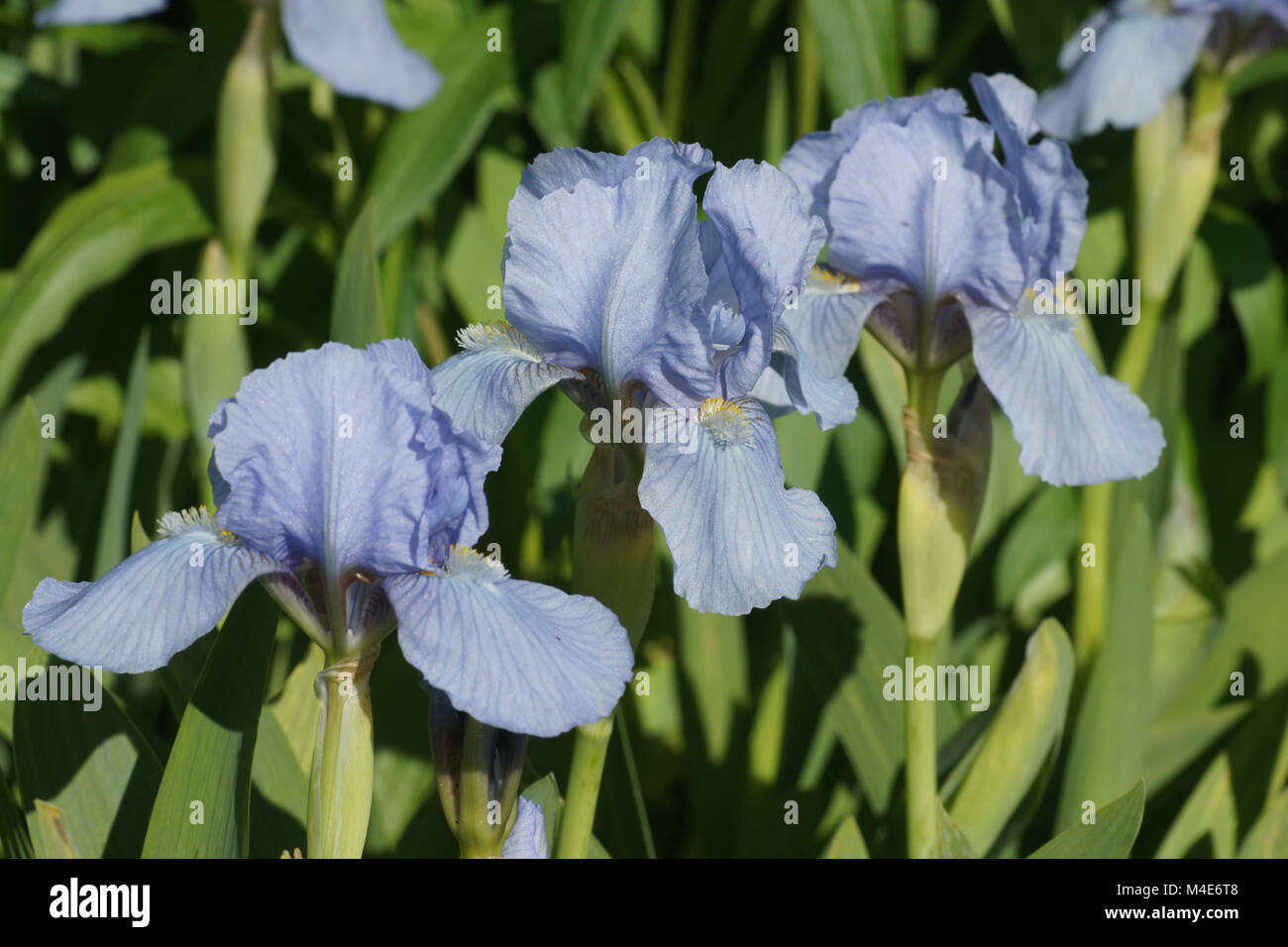 Iris barbata-nana, Iris nain Bleu Denim Banque D'Images