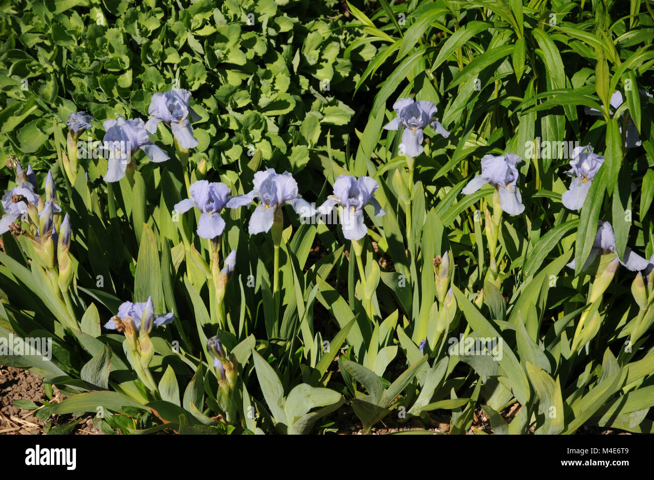 Iris barbata-nana, Iris nain Bleu Denim Banque D'Images