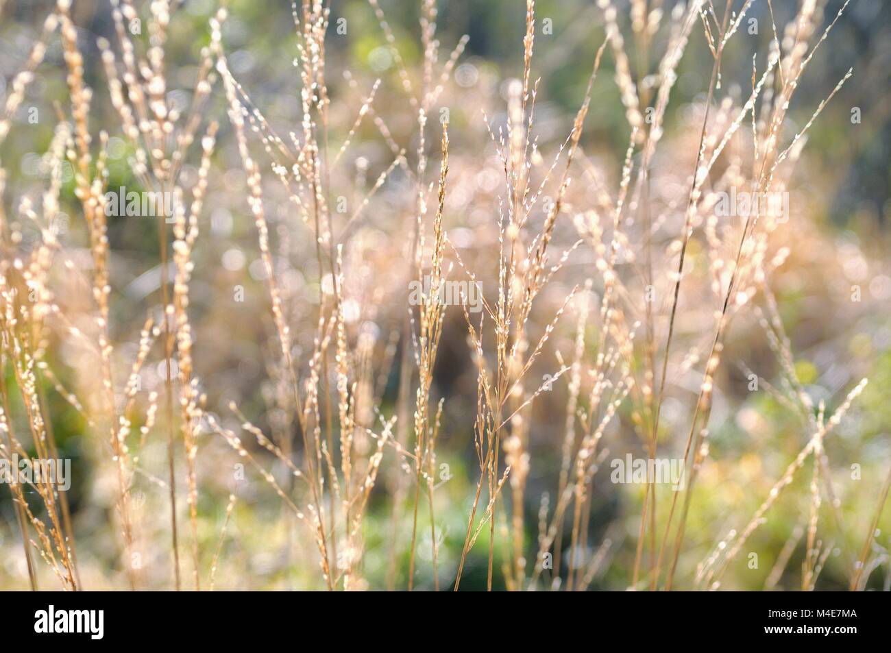 Le monde dans l'herbe à l'automne Banque D'Images