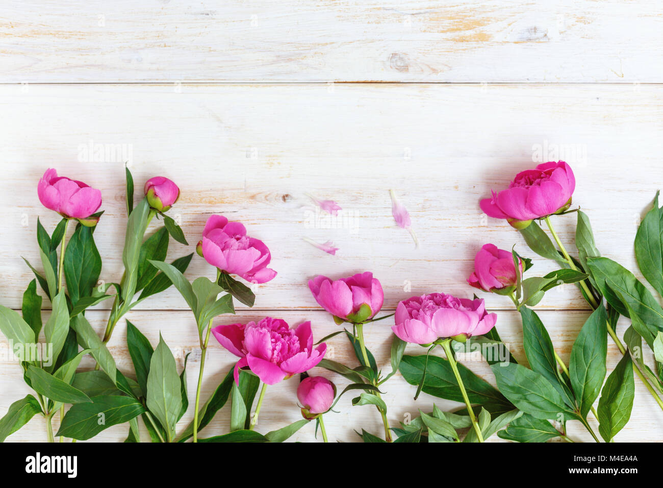 Belle rose en fleurs de pivoines. Banque D'Images