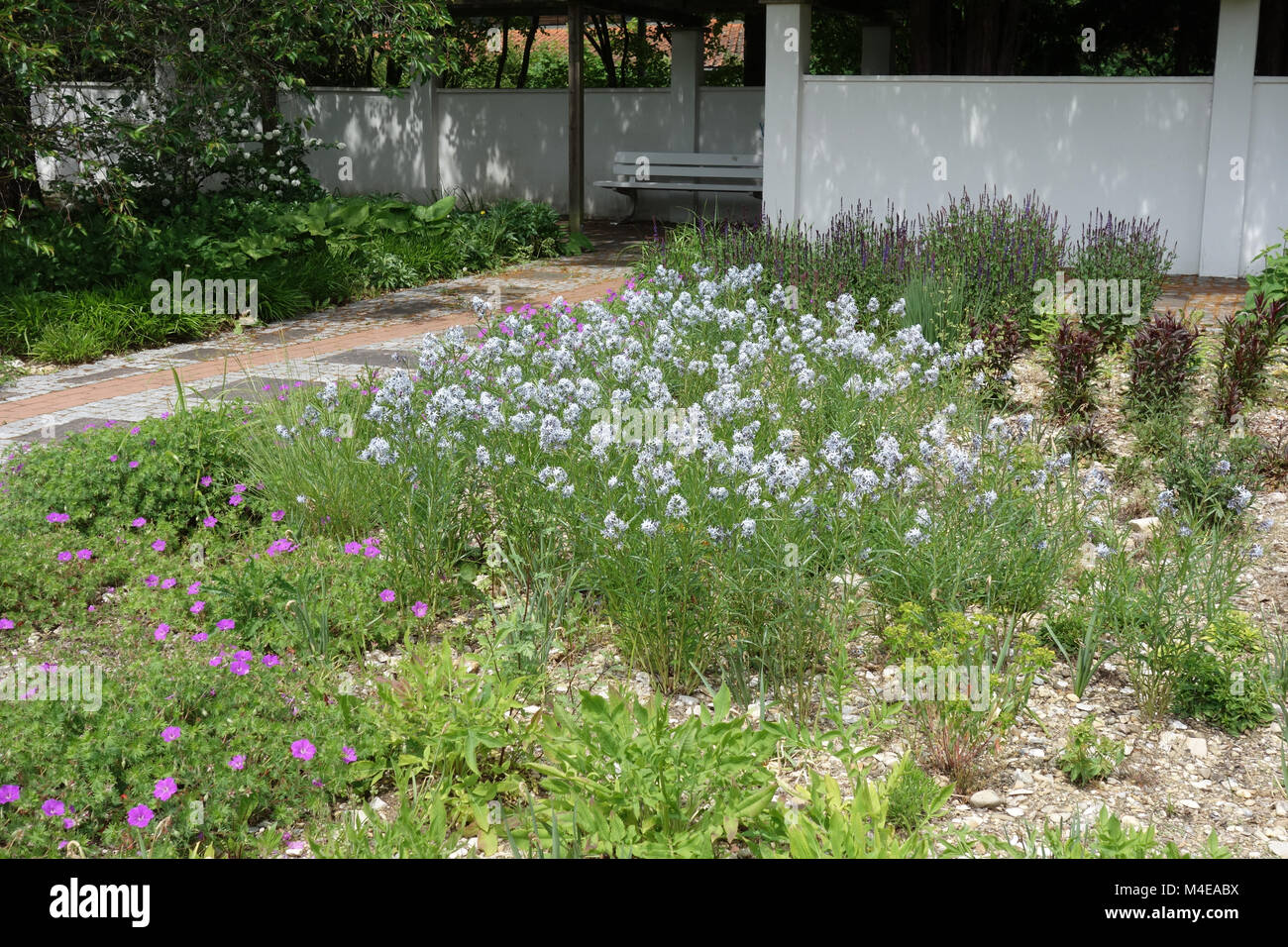 Amsonia tabernaemontana, Eastern Bluestar Banque D'Images