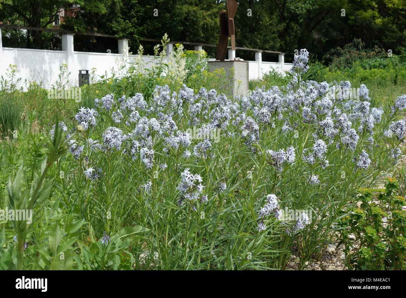 Amsonia tabernaemontana, Eastern Bluestar Banque D'Images