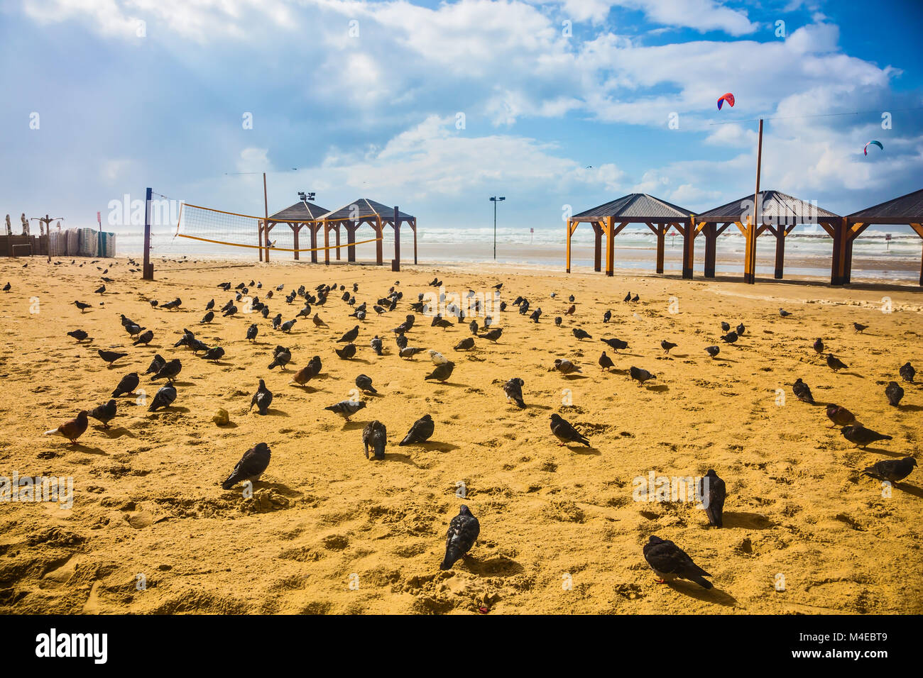 Grande bande de pigeons se reposant sur le sable Banque D'Images