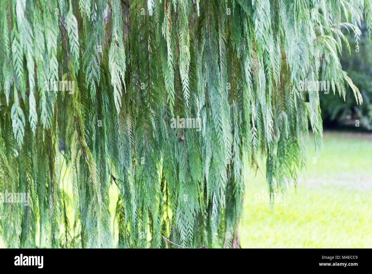 En été, l'arbre vert Banque D'Images