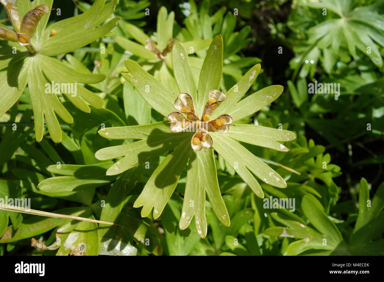 Eranthis hyemalis, Aconit d'hiver, les graines Banque D'Images