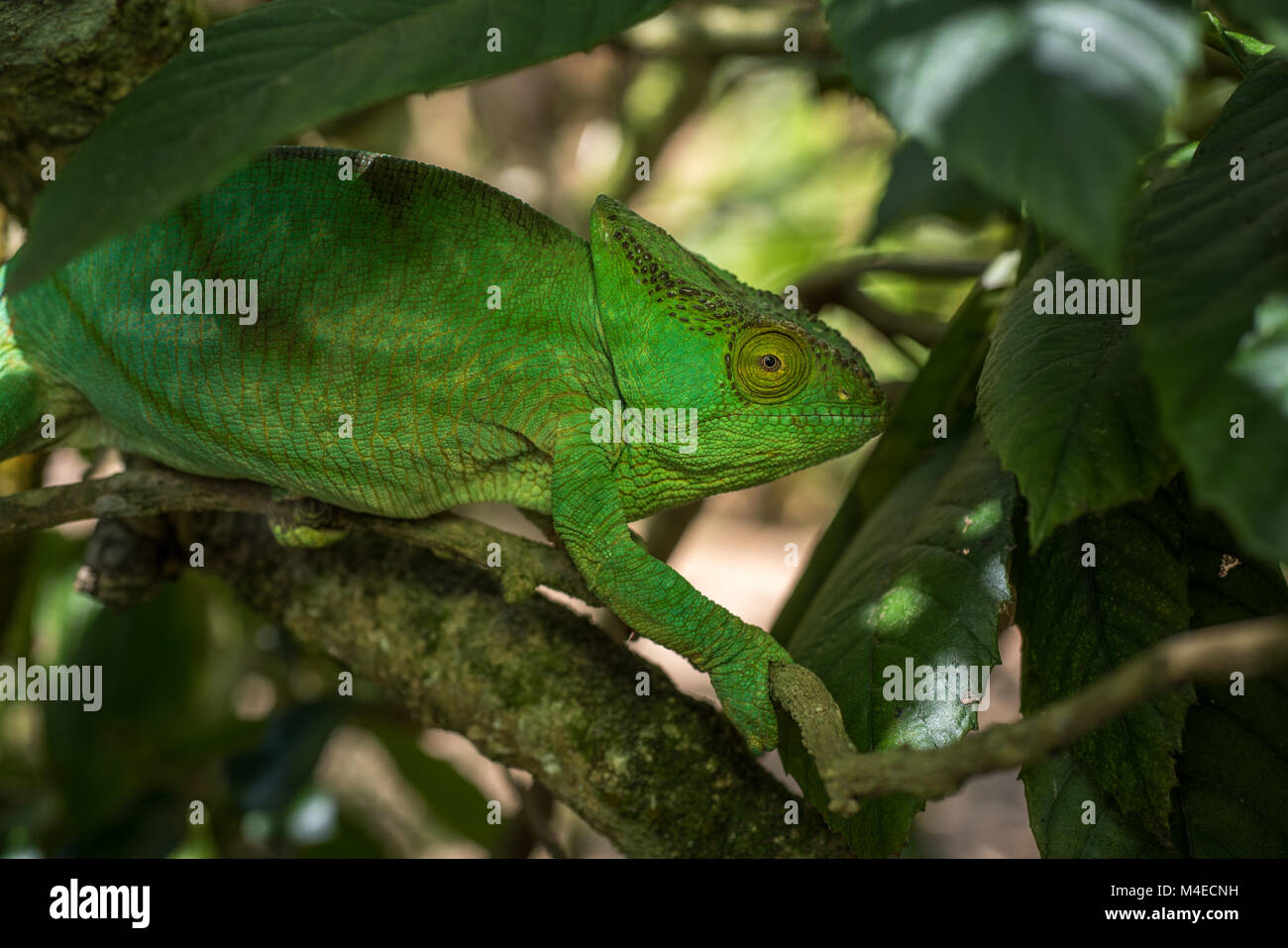 Caméléon Vert de Madagascar Banque D'Images