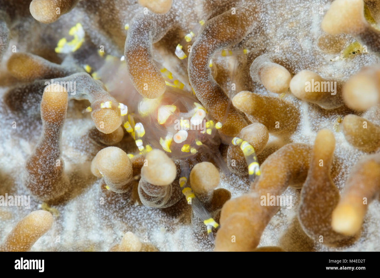 Corallimorph Pliopontonia, crevettes cachées furtiva, Détroit de Lembeh, au nord de Sulawesi, Indonésie, Pacifique Banque D'Images