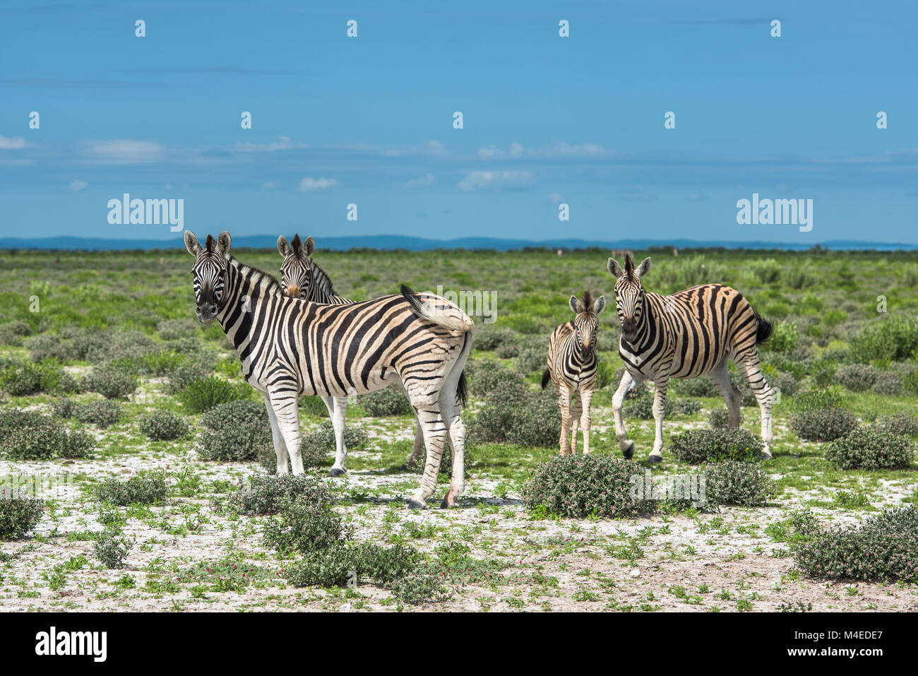 Les zèbres dans le parc national d'Etosha, Namibie Banque D'Images