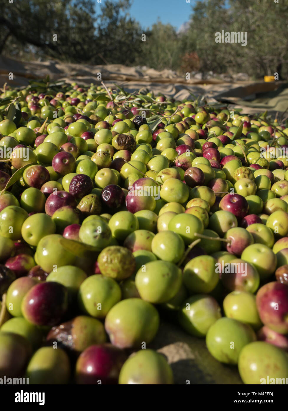 Beaucoup d'oliviers sur la masse à une plantation d''oliviers close up Banque D'Images