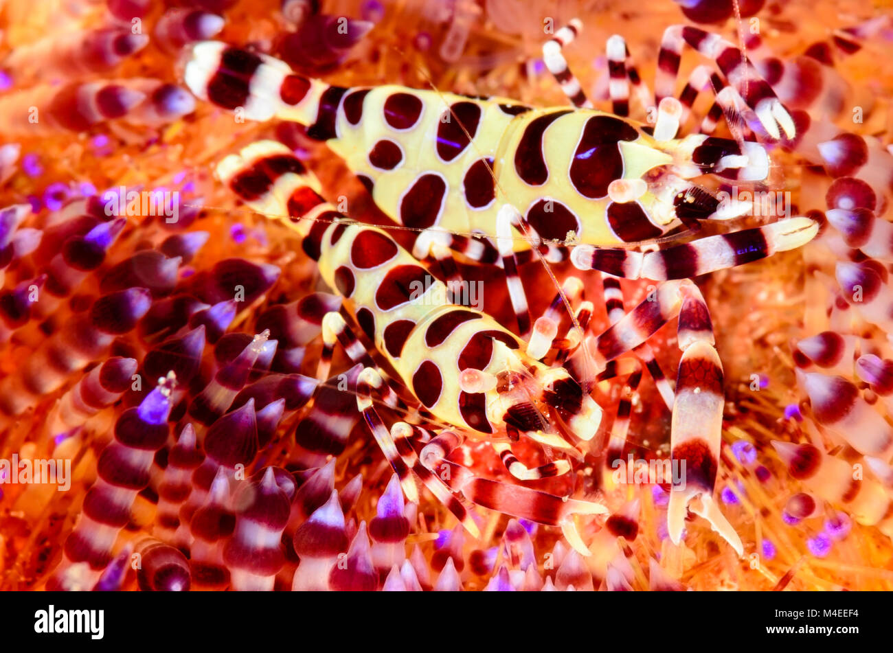 Coleman's Fire Urchin crevettes, le Détroit de Lembeh, au nord de Sulawesi, Indonésie, Pacifique Banque D'Images
