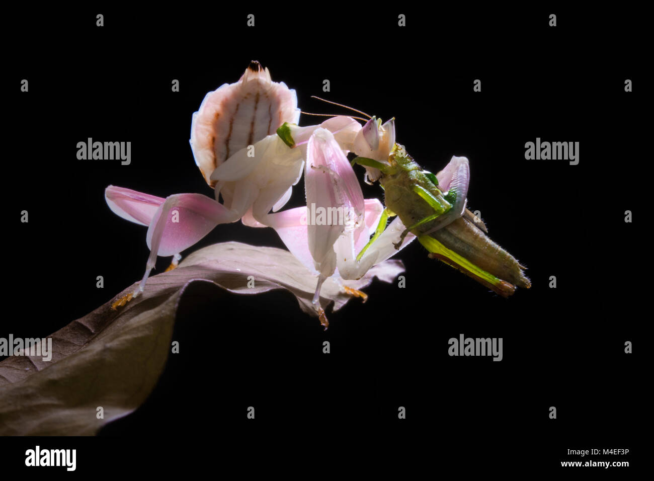Mantis d'orchidée avec sa proie, Indonésie Banque D'Images