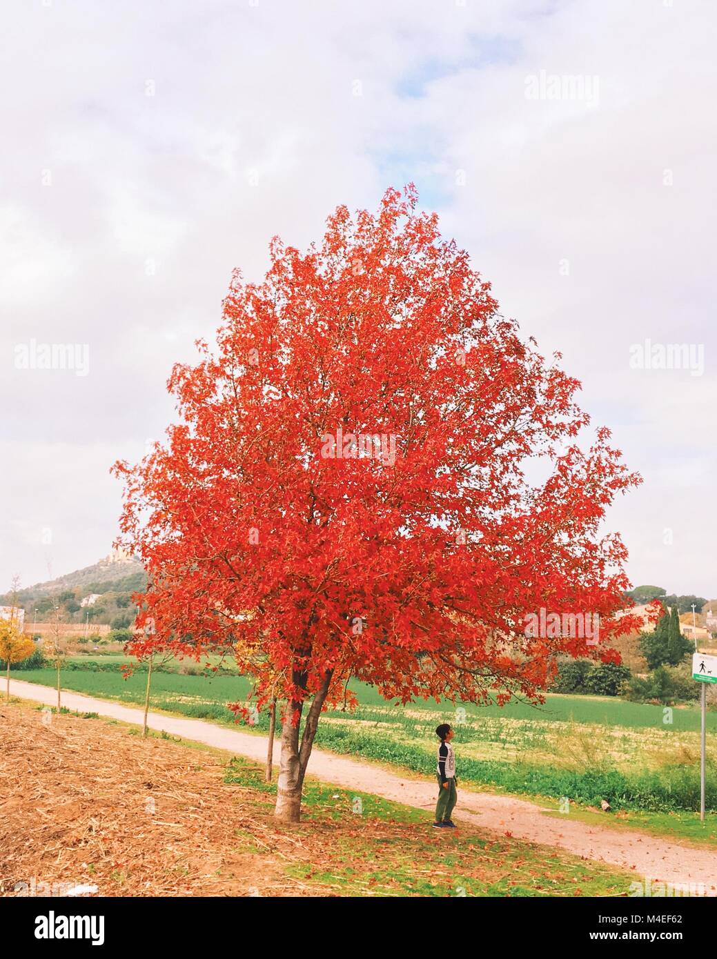 Garçon debout sous un arbre d'automne Banque D'Images