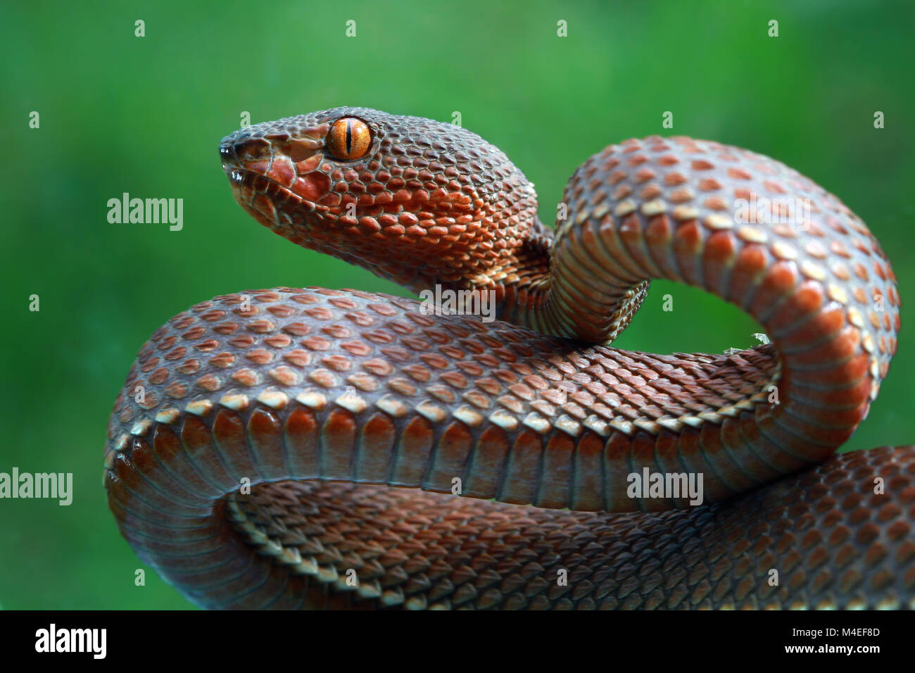 Serpent vipère de la fosse de mangrove, Indonésie Banque D'Images