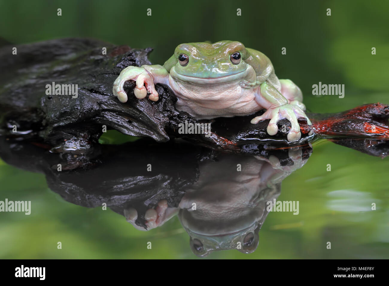 Grenouille d'arbre à poussière assise sur un rocher au bord d'un lac, en Indonésie Banque D'Images