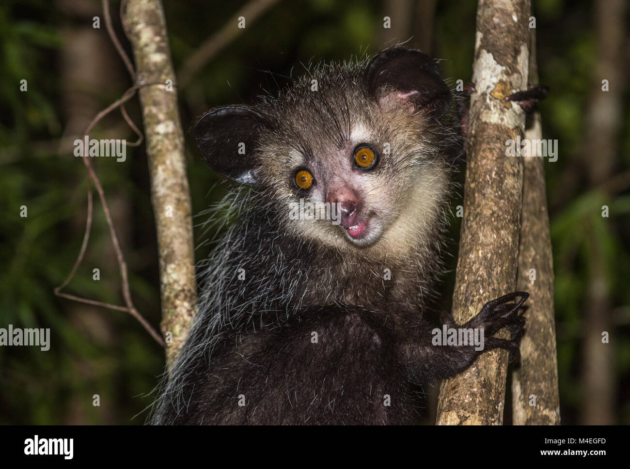 Aye-aye, lémurien nocturne de Madagascar Banque D'Images