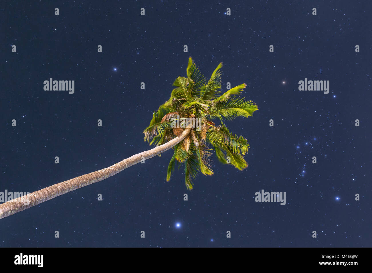 Seul palmier au ciel de nuit avec des étoiles Banque D'Images
