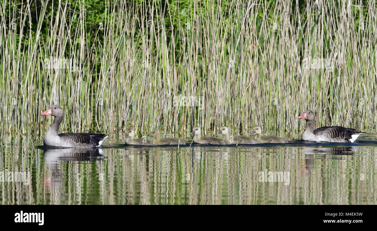Oie cendrée Banque D'Images