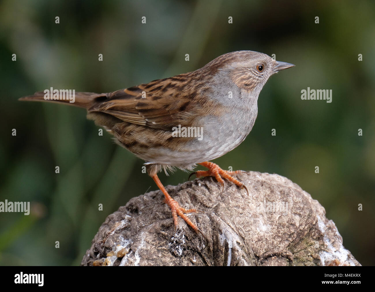 Le nid est un petit oiseau, ou oiseau percheur, dans toute l'Europe tempérée et en Asie. Banque D'Images