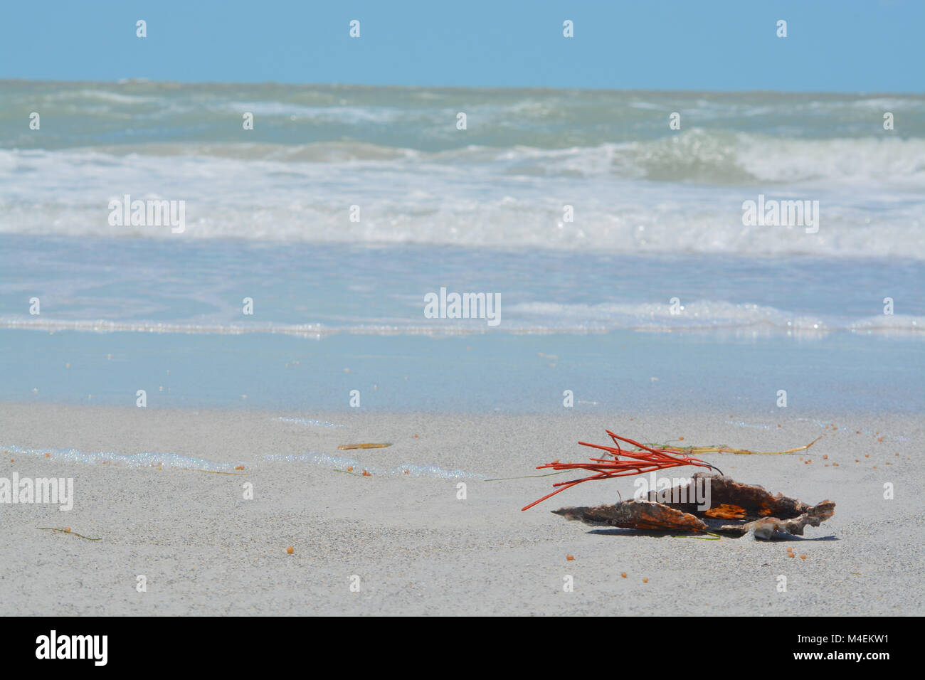 Orange Corail gorgones fouet Mer Banque D'Images