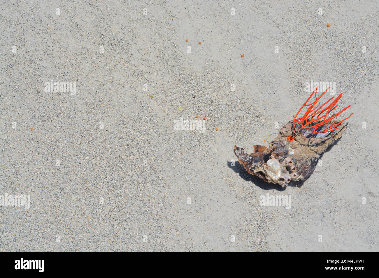 Orange Corail gorgones fouet Mer Banque D'Images