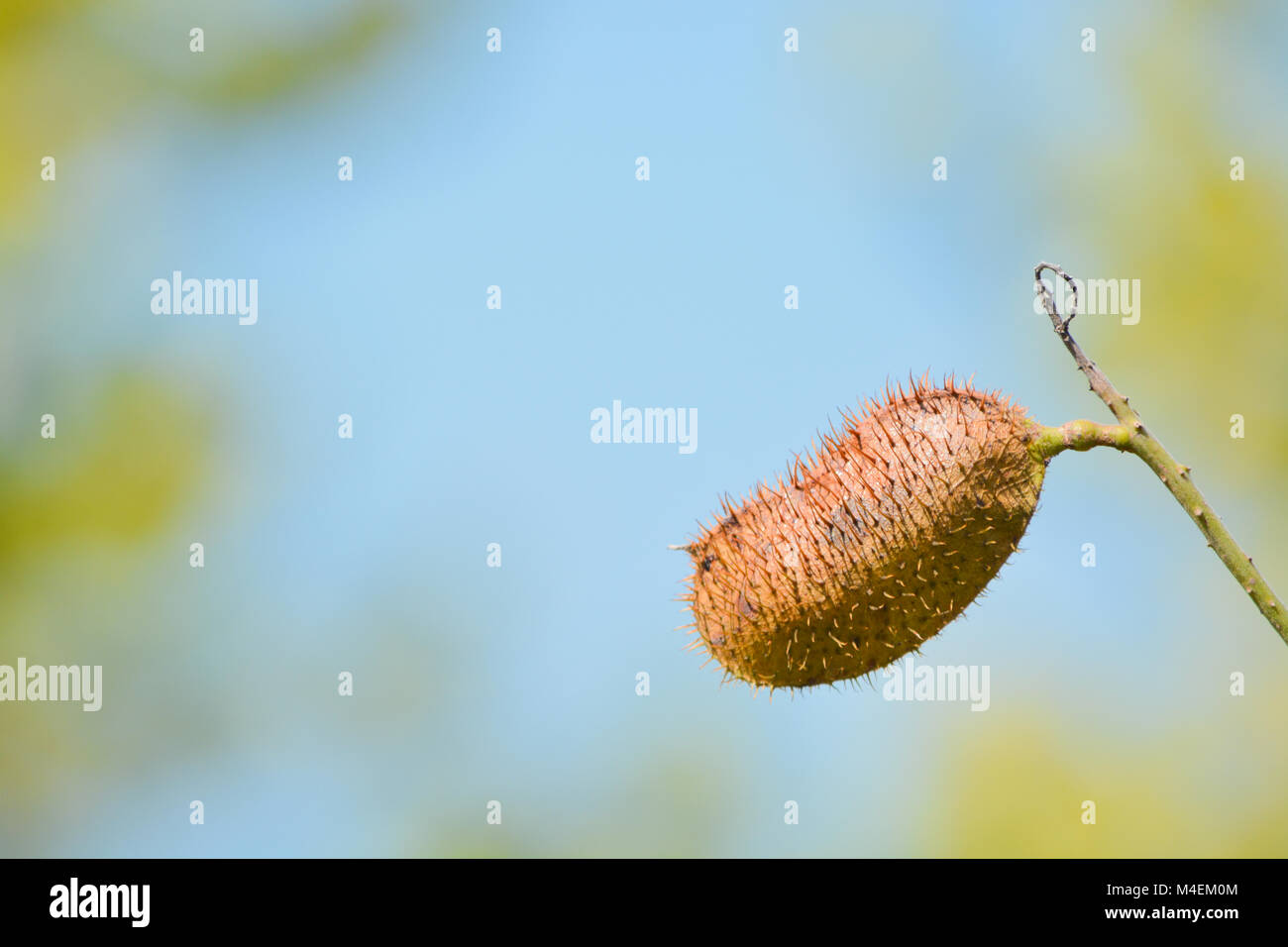 Lipstick tree pod (Bixa Orellana) Banque D'Images