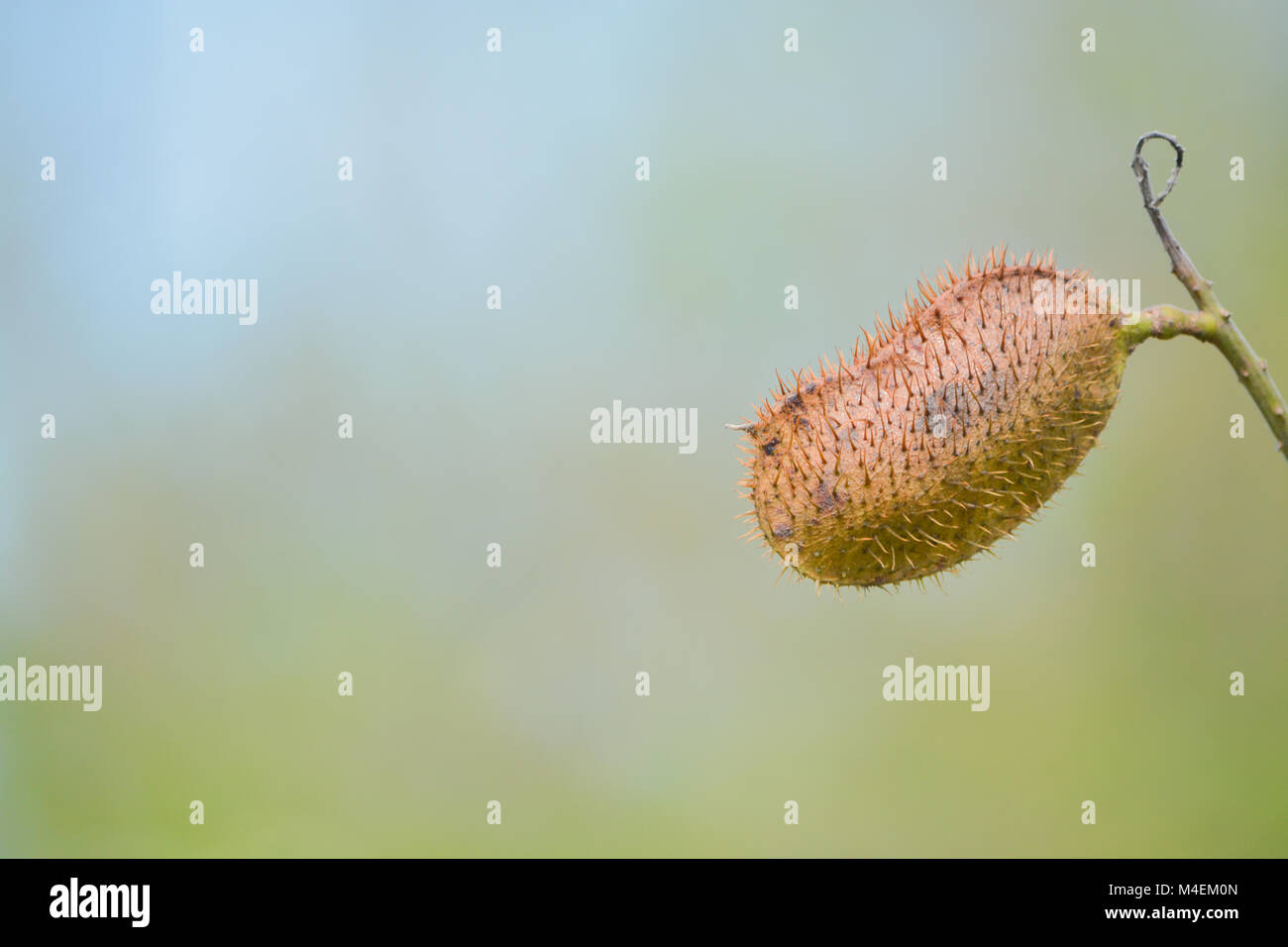 Lipstick tree pod (Bixa Orellana) Banque D'Images