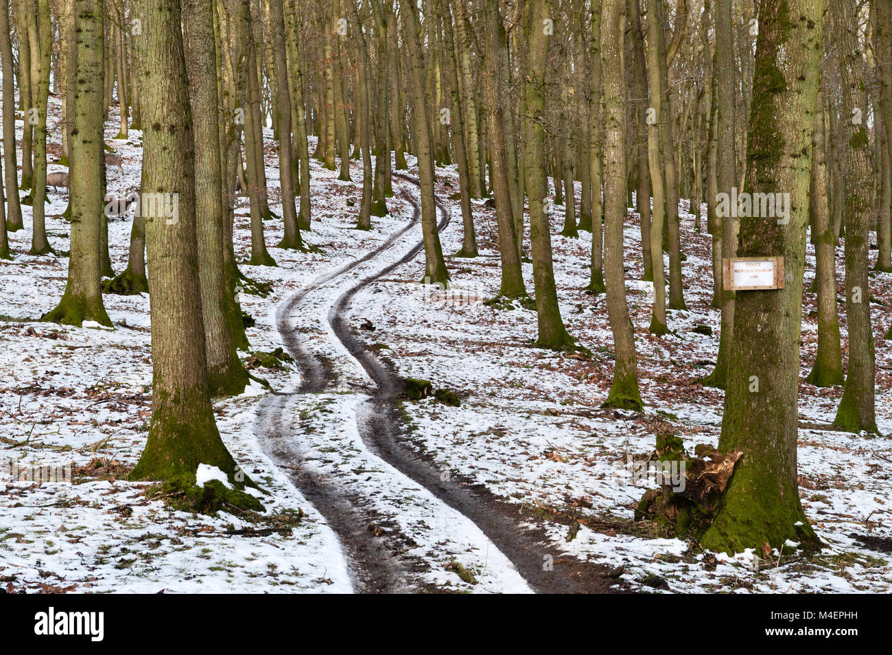 Pays de Galles, Royaume-Uni. Une piste qui serpente dans une forêt en hiver avec un signe 'lecture' - pas de droit de passage public' Banque D'Images