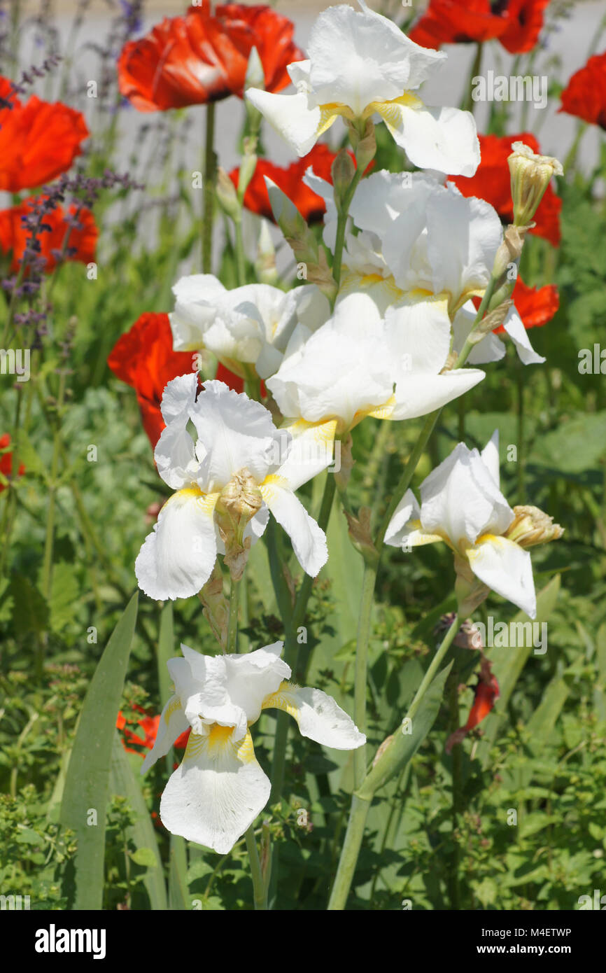 Iris Barbata-Elatior Lugano, Tall Bearded Iris Banque D'Images