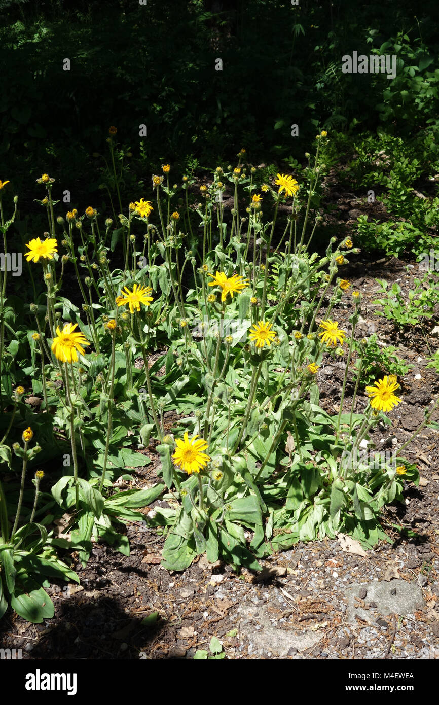 Arnica montana, l'arnica des montagnes Banque D'Images