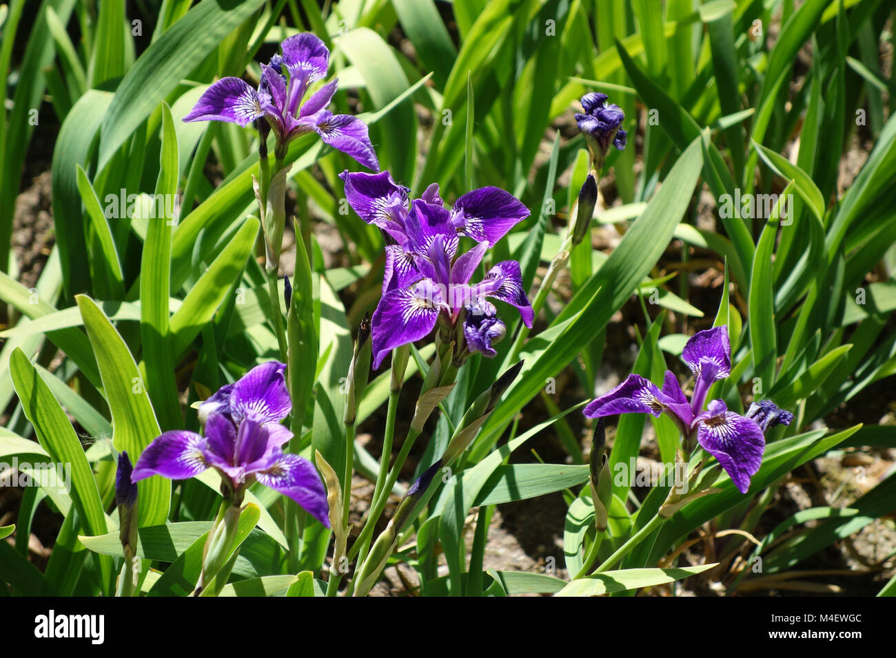 Iris versicolor, Northern Blue Flag Banque D'Images
