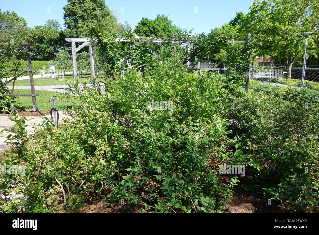 Vaccinium corymbosum, bleuet en corymbe du Nord Banque D'Images