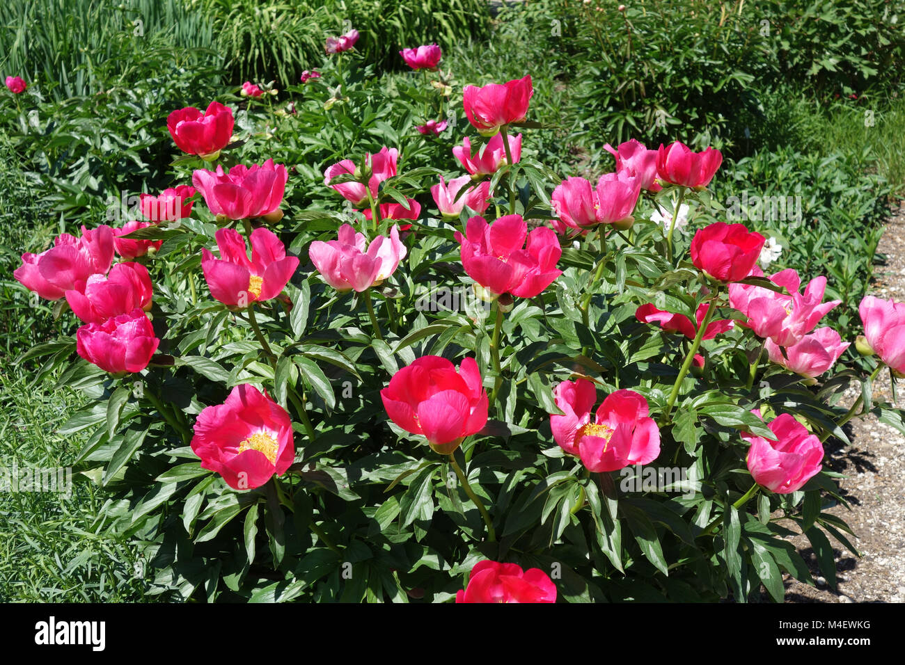 Paeonia officinalis pivoine Rose, Chine Banque D'Images