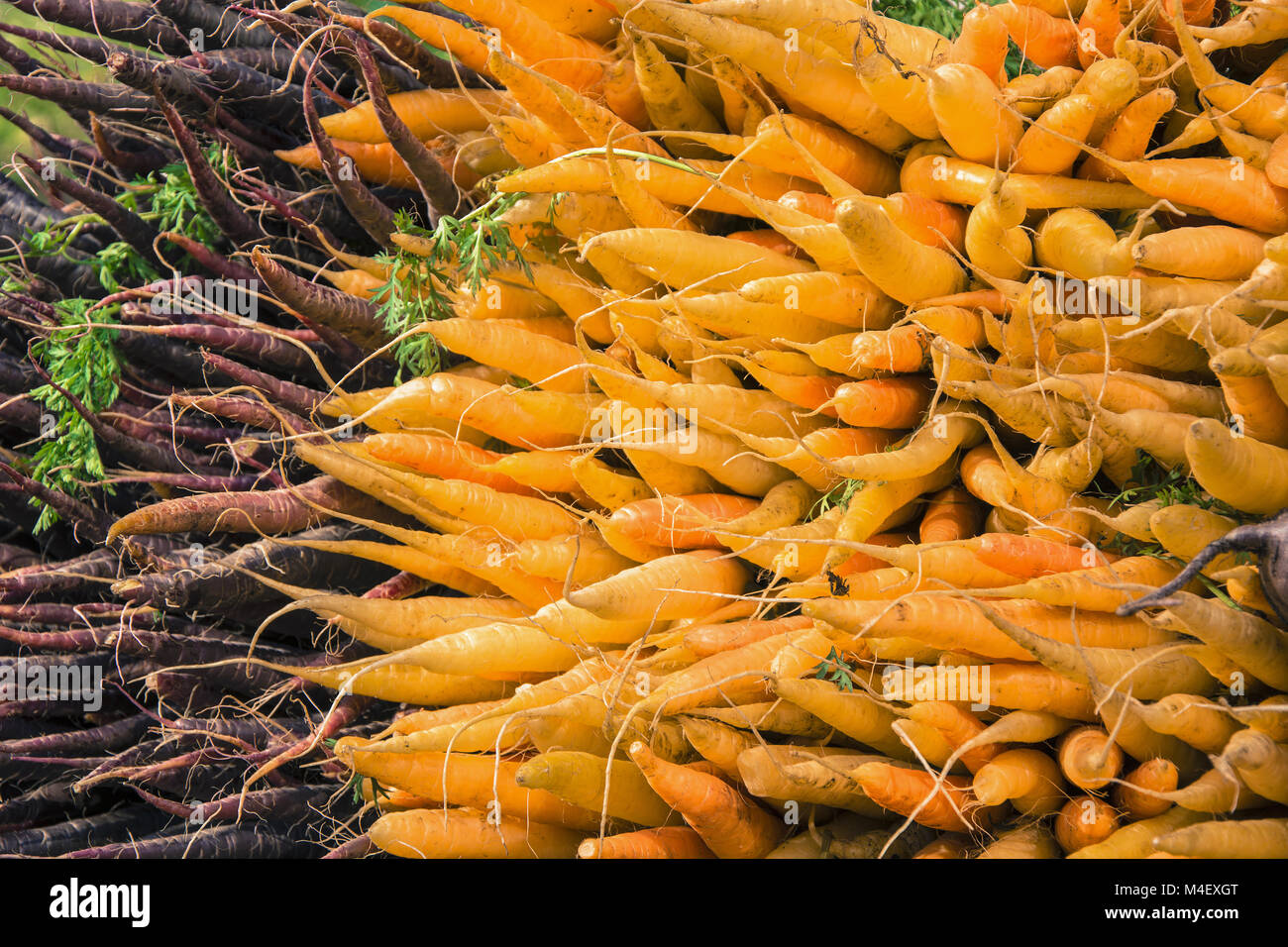 Bouquets de carottes Banque D'Images