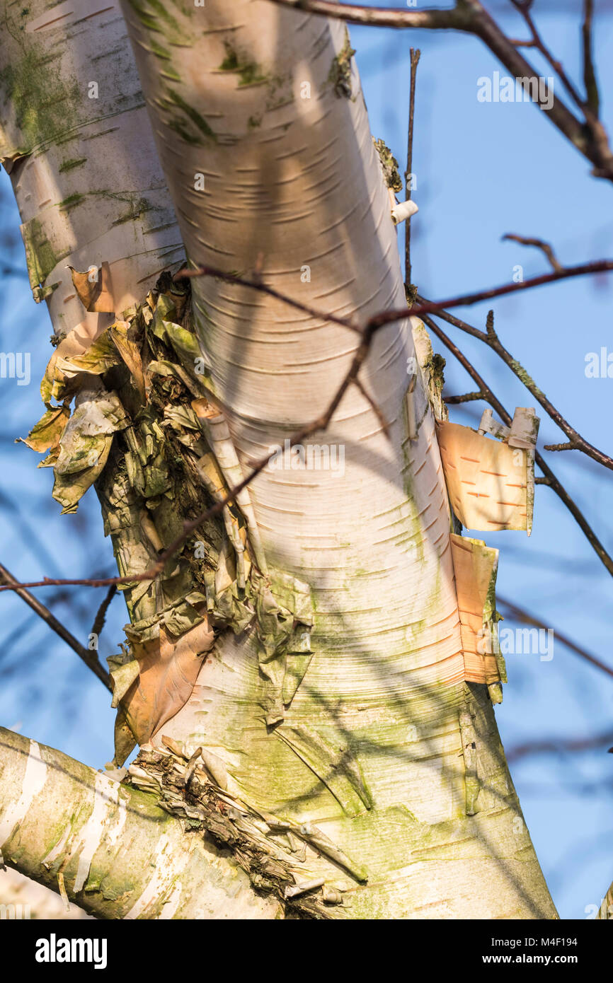 Décollement de l'écorce d'un tronc d'arbre en hiver. Banque D'Images