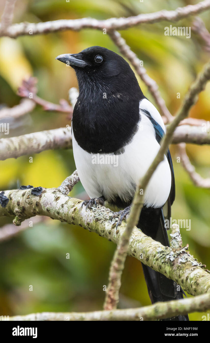 Pie bavarde (Pica pica Magpie, commune), perché dans un arbre en hiver dans le West Sussex, Angleterre, Royaume-Uni. Banque D'Images