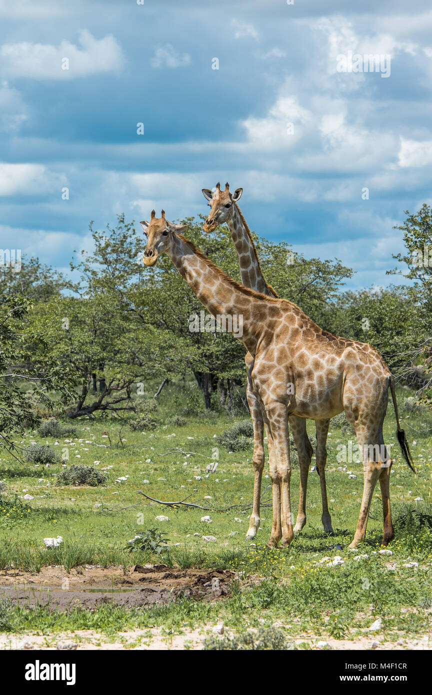 Les Girafes dans le parc national d'Etosha, Namibie Banque D'Images