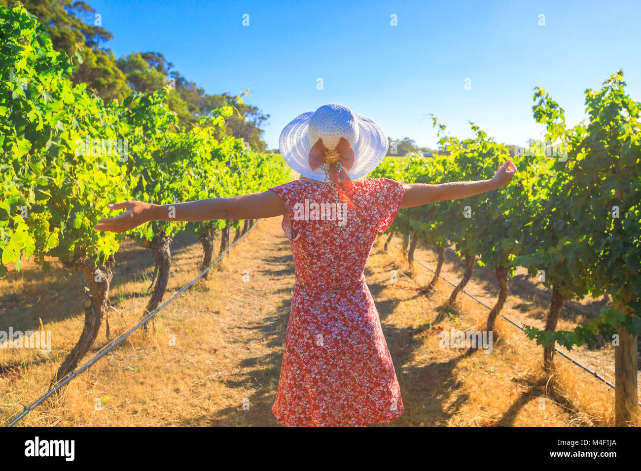 Vignoble australien. Femme blonde insouciante à bras ouverts parmi les rangées de raisins, jouit de la récolte en Margaret River connue sous le nom de la région viticole d'Australie occidentale. Banque D'Images